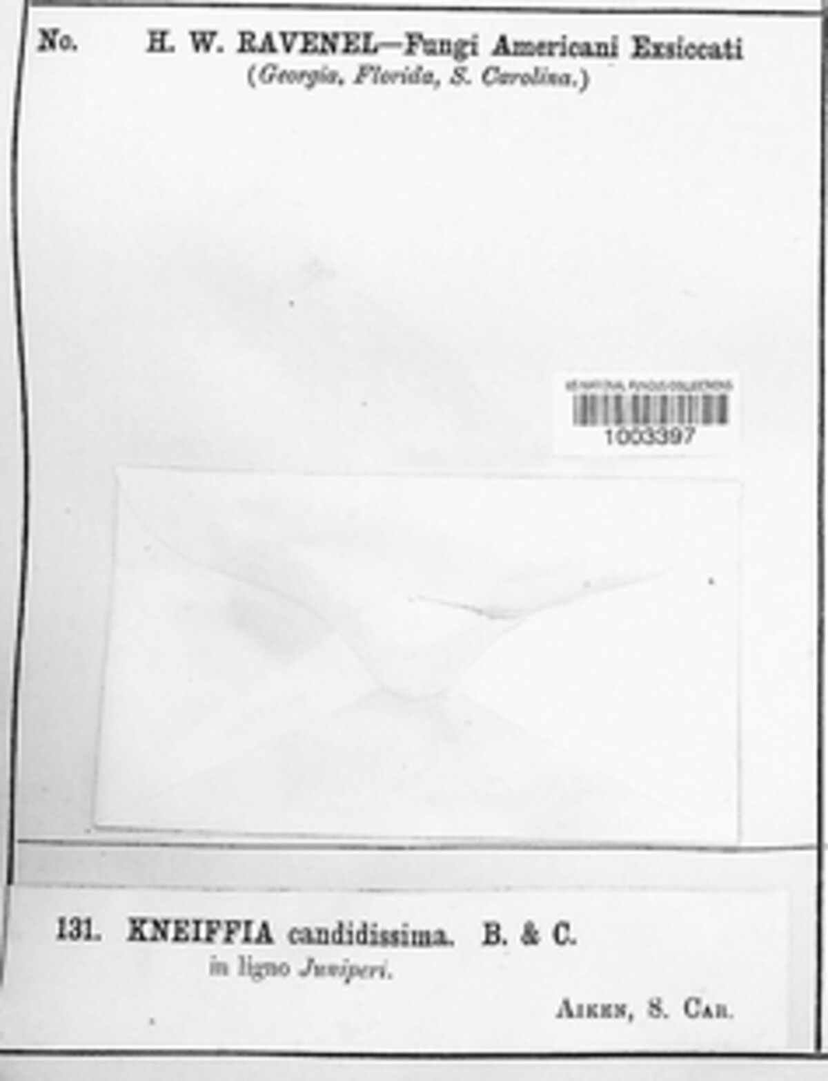 Schizoporaceae image